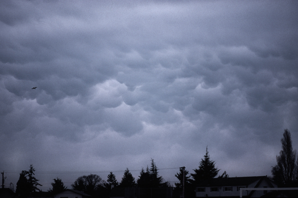 mammatus