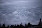 mammatus